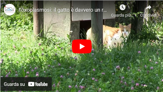 Video su Toxoplasmosi - Youtube