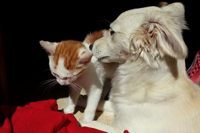 Cani e gatti in gravidanza