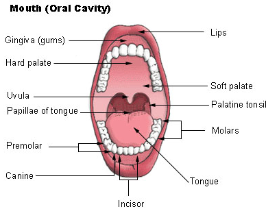 dentizione