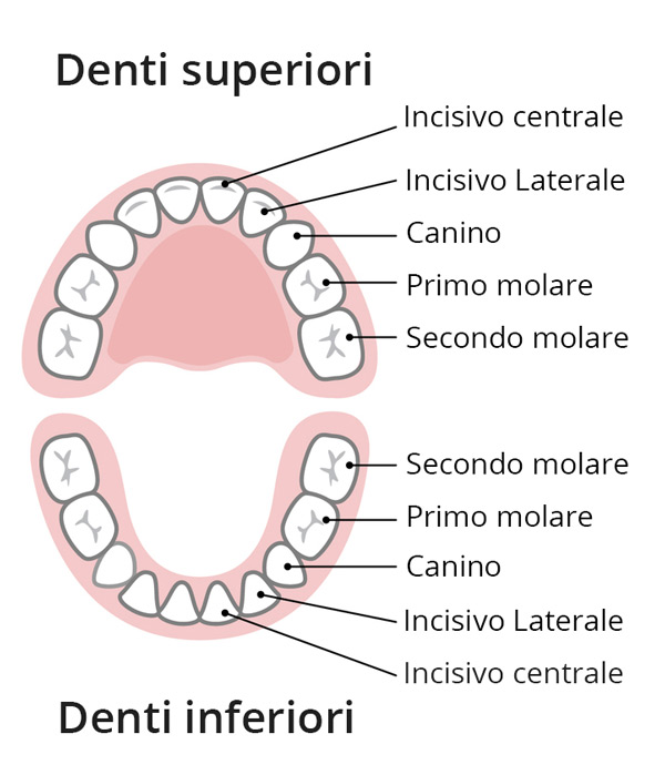 dentizione